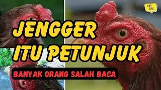 Banyak Orang Salah Menilai Jengger Ayam Bangkok, Ini Cara Membacanya