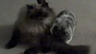 Confused cat and bunny..