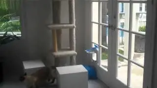 Catwalk and Catio