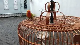 kolaborasi lovebrid am murai batu burnio..