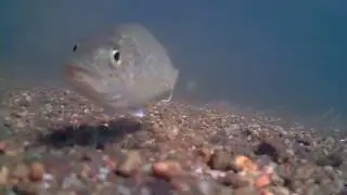 Vocalizing spangled grunters in Australia