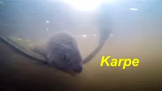 Fra vores karpe tur… lidt undervands optagelser