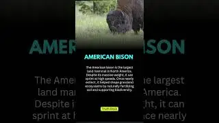 Amazing Facts About Animal #shorts #usa #animalfacts
