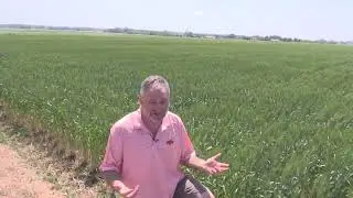 Intro to bread and wheat varieties (closed captioning encouraged)