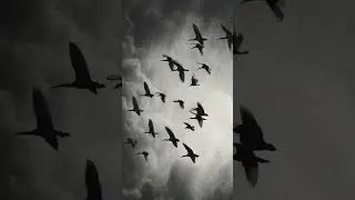Migratory birds fly through the sky #migratory #migratorybird #birds #birdlovers #animalworld