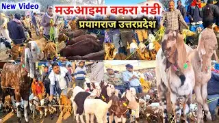 आज की मऊआइमा बकरा मंडी रेट |21 Jan 26 |Mauaima bakra mandi Praygraj up live Update 