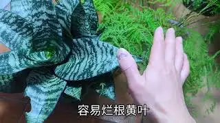 家里养这2种花，配土时放上一把&ldquo;它&rdquo;，养十年都不会烂根