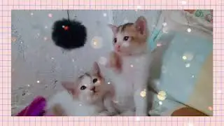 Adopted Cat Babies |Leo| |Aries|  cute cat video #adoptedkittens #cats #cutecats