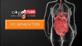 BIOLOGY KSSM FORM 4: 9.5  DEFAECATION