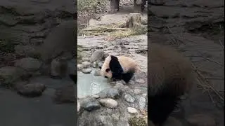 Поросёнок быстро продвигался вперёд! Панда #панда