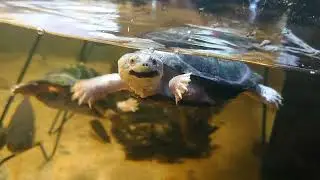 【No.732】ウペンバハコヨコクビガメ(Pelusios upembae)、オカバンゴハコヨコクビガメ(Pelusios bechuananicus)