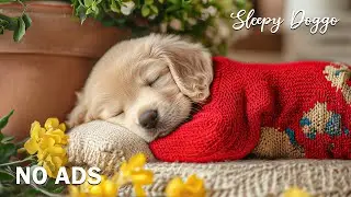 12 часов музыки для успокоения собак 🐶🌸 Снятие стресса и спокойный сон 🧸 Мелодии для глубокого сна 🎶