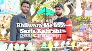 Bhilwara ka sabse sasta pet shope | #pets  #kgnvlogs #viral