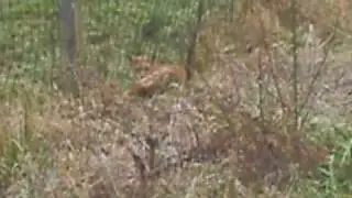 Fox caught in snare