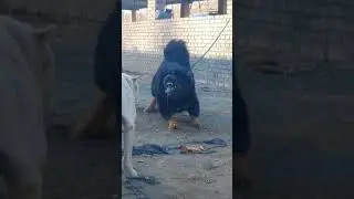 Fierce intimidating dog #shorts