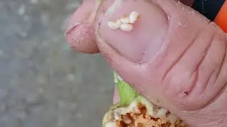 PUNTERUOLO DEL CAVOLO.....PARASSITA DELLE BRASSICACEE 🌿🌿🌿🌿
