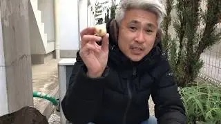 チューリップの球根 育て方 綺麗に咲く植え込み方