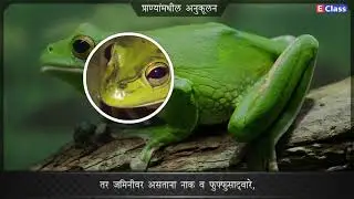Std 7,Science ch 1 सजीव सृष्टी अनुकूलन व वर्गीकरण,Marathi Med,Maharashtra Board Balbharati syllabus.