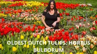 Dutch Tulips at Hortus Bulborum: Where History Blooms
