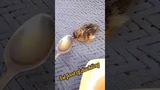 How to feed your baby duck ist time🥰😋 #duckling #ducklingfood #viral #ytshorts #birds #trending