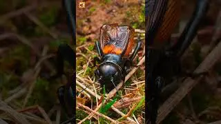 Cricket sound ( Insect ) | Chirping Cricket ( Part 3 )