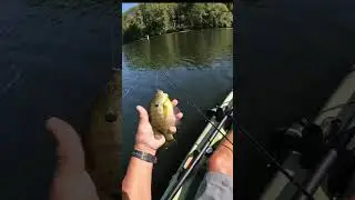 setting the hook on a solid blue gill #LongcastLCD