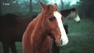 Majestic Horses in Nature #horse #nature #animals #happyanimals #kidsvideo