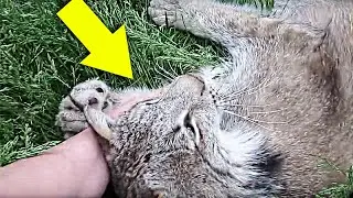 This Canadian Lynx Is Twice The Size Of A Cat And Can Be Quite Unpredictable