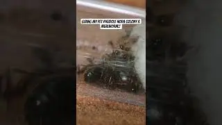 Giving my pheidole noda a mealworm!! #ants #animals