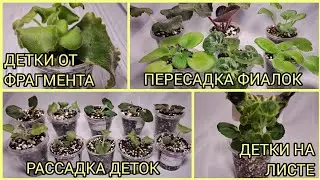 Детки от фрагмента. Детки на листовой пластине. Пересадка фиалок. Рассадка деток.