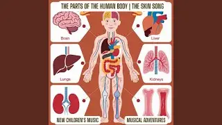 The Parts Of The Human Body | The Skin Song &ndash; New Children's Music