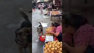Just A Dog Buying Some Pears #shorts