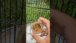 Pakan penggacor ciblek sawah