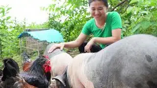 Farm life raising animals of Ms. Thuha