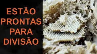 IRAÍ - ENXAMES SURPREENDERAM