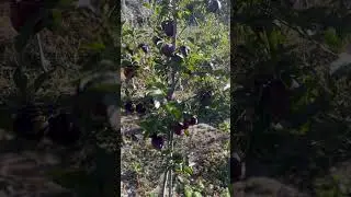 Organic Gala Apple Manang Nepal #galaapple #apple #nepal