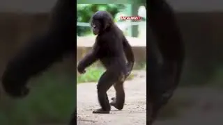 Friends of Bonobos of the Congo on UNCHAINEDTV  