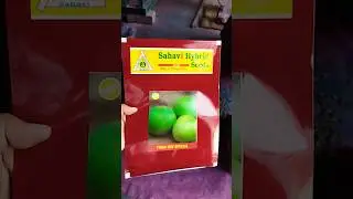 Tinda Seed | Hybrid Tinda Seed | OP Tinda Seed | Exporter of all Vegetable Seed | WA - +919899195361