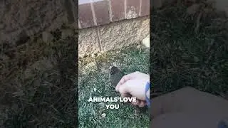 Animal Lovers choose Cobra Coil!!