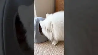 He Didn&rsquo;t Fit&hellip; But He Tried Anyway 🐶🐱
