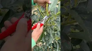 &iquest;C&oacute;mo MEJORAR la poda en AGUACATE?
