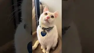 SILLY CATS (not mine) #cute #cat #kitty #meow  #memes  #fyp