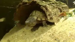 Sternotherus carinatus