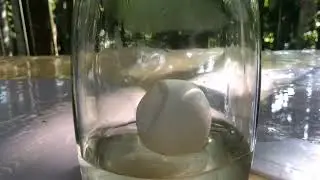CHARLESʼ LAW (SIMPLE EXPERIMENT) | Grade 10 - Sapphire