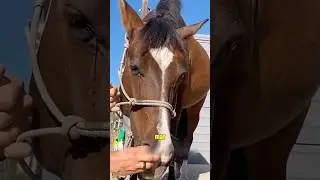 Love across species#foryou #animals #healing #love #horse