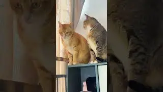 Pets have chaotic bedtime routines 🎉😂 #viral #funnyvideos #fyp #Funny #dog