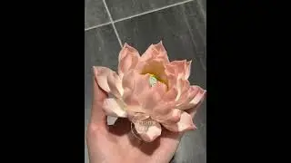 Handmade Pink Ceramic Incense Holder Unique Design Lotus Flower Shaped Incense Holder for Sticks