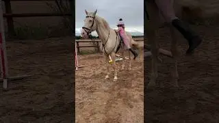 Getting off Ace in the bareback pad #horse #showjumping #equestrian #horseriding #stallion #rider