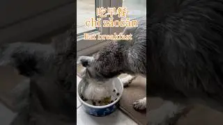 Learn Chinese Daily: Eat breakfast 吃早餐  #dog #cute learnchinese #mandarin #dailylife