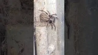 Aus Spider Grey house spider just hanging out in the switchboard! I hope you enjoy! Thanks Sub4more